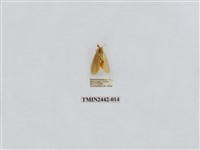 藏品(淡白凹苔蛾)的圖片